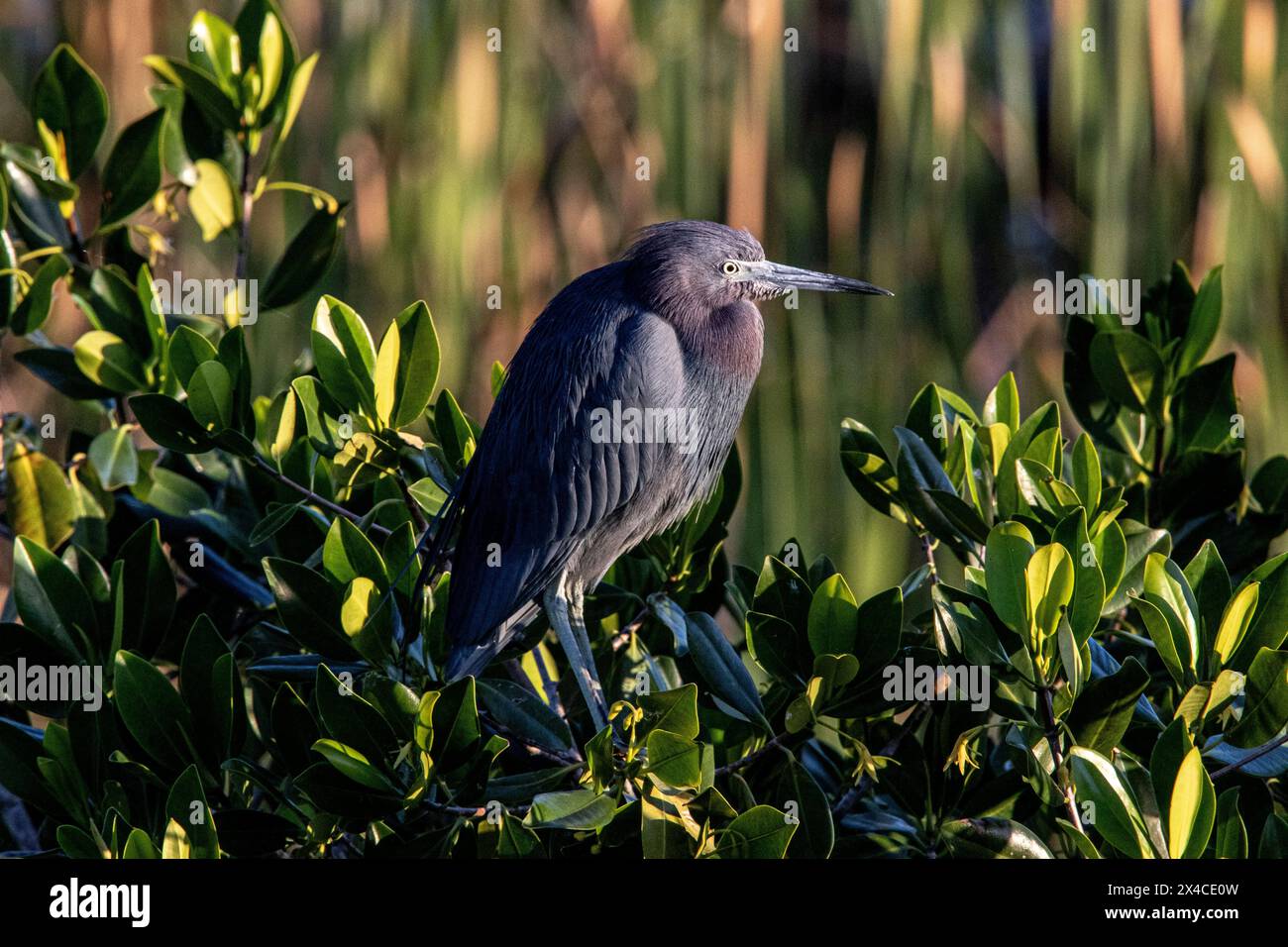 A little blue heron on red mangrove. Stock Photo