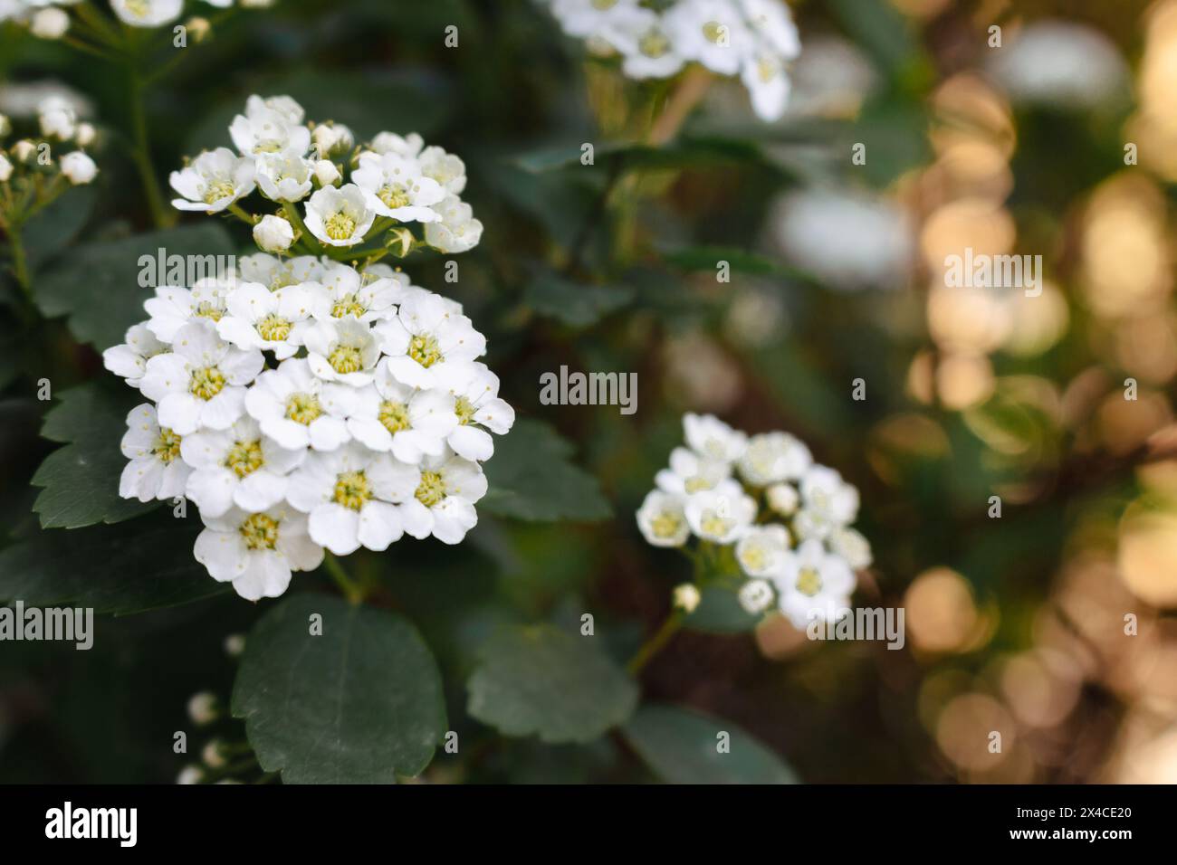 Spirea bush with delicate white flowers. Springtime nature. Spring park landscape. May flower. Beauty in nature. White spirea in bloom. Stock Photo