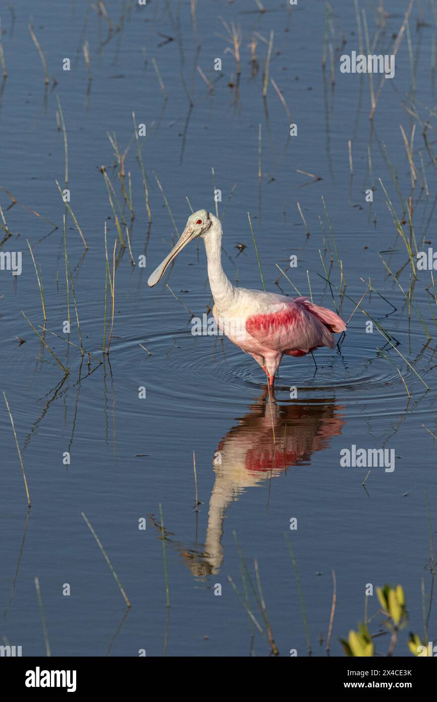 A roseate spoonbill in a shallow marsh. Stock Photo