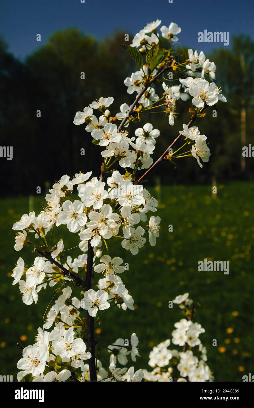 Cherry bush blooming with white flowers.Flowers create a feeling of being in a fairy tale. Stock Photo