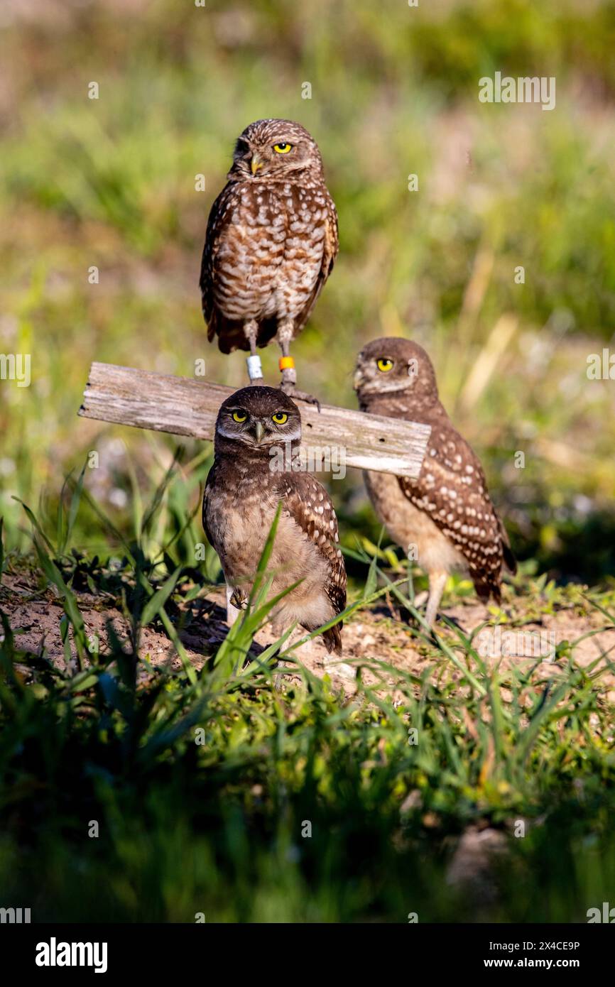 An adult (top) and two fledgling burrowing owls Stock Photo - Alamy