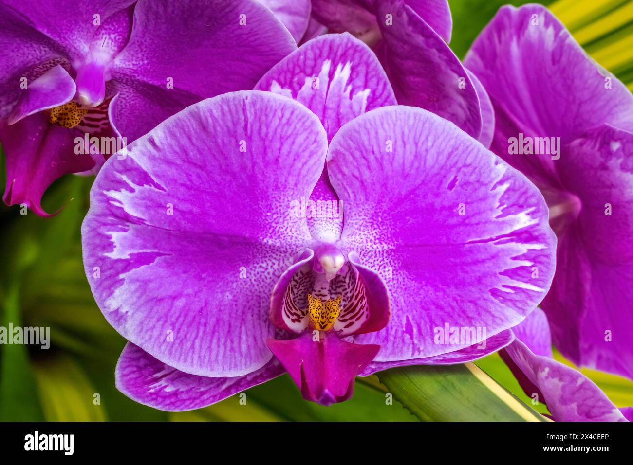 Pink moth orchids, Florida. Stock Photo
