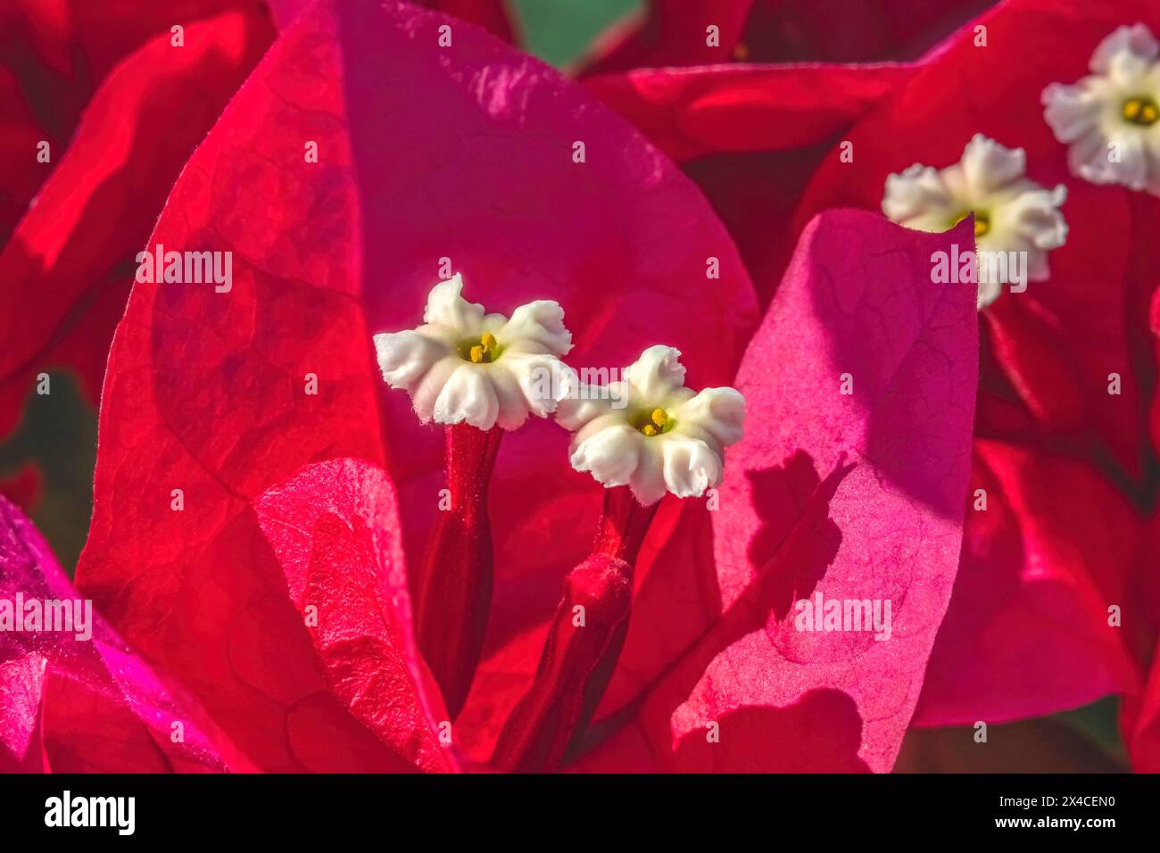 Bougainvillea stamens Stock Photo