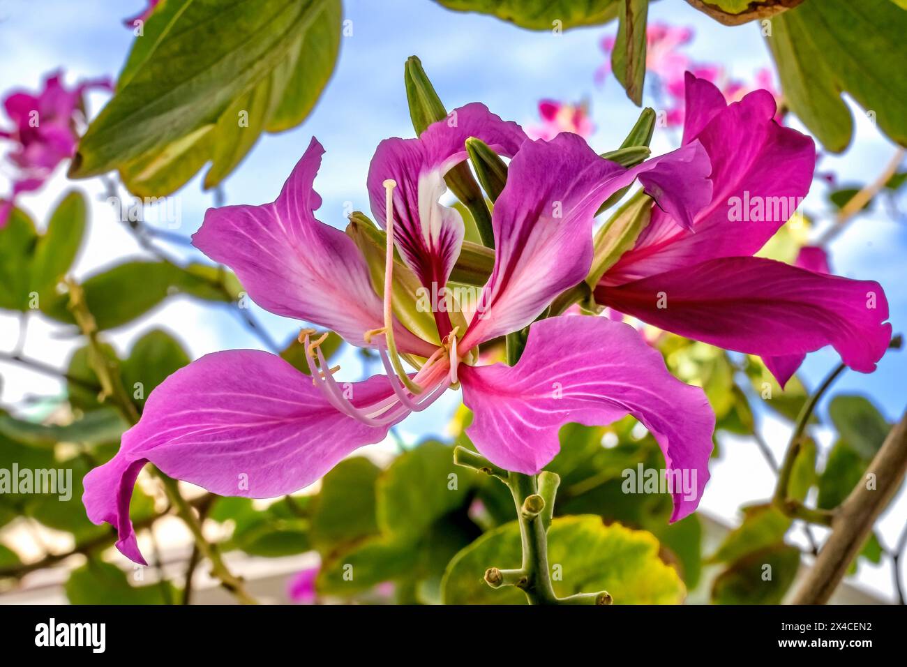 Colorful pink Hong Kong orchid, Waikiki, Honolulu, Hawaii Stock Photo ...