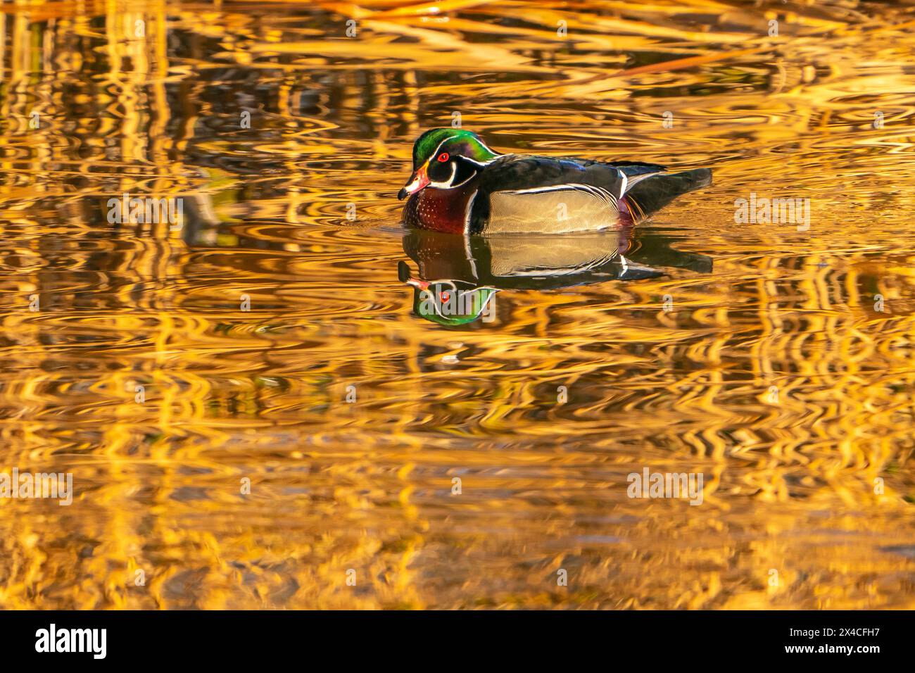 USA, New Mexico, Albuquerque. Male wood duck and water reflections. Stock Photo