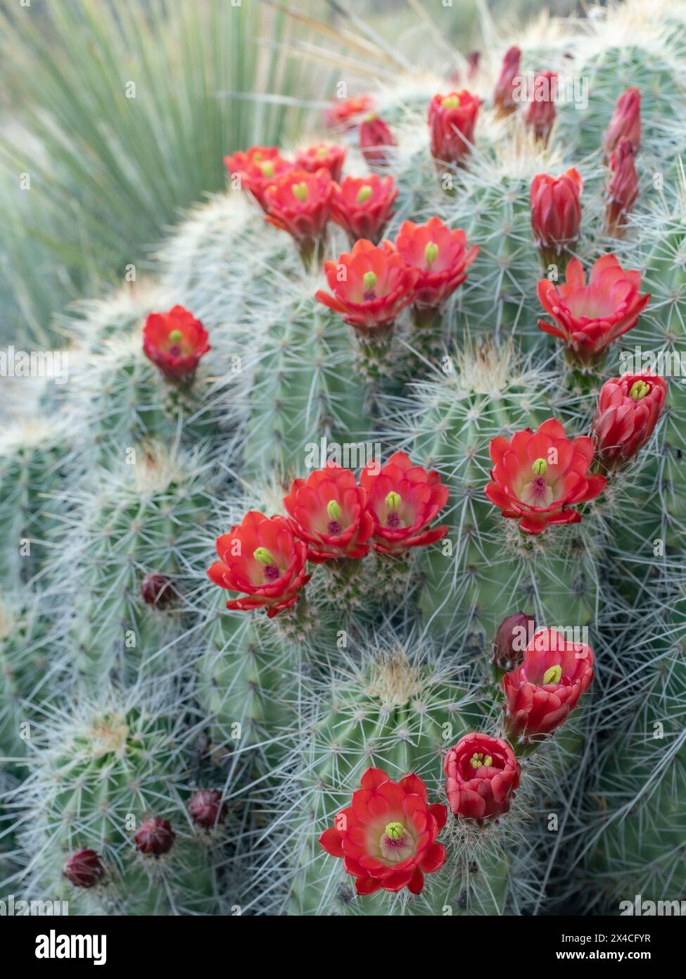 Claret-cup cactus in bloom, Embudito Canyon Trail, New Mexico Stock Photo