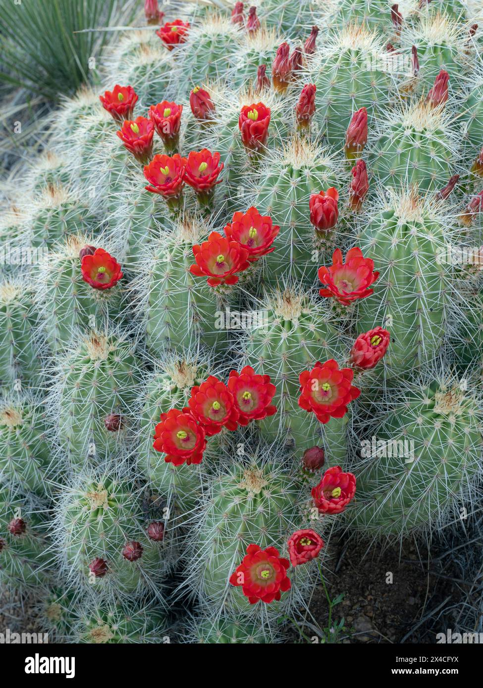 Claret-cup cactus in bloom, Embudito Canyon Trail, New Mexico Stock Photo