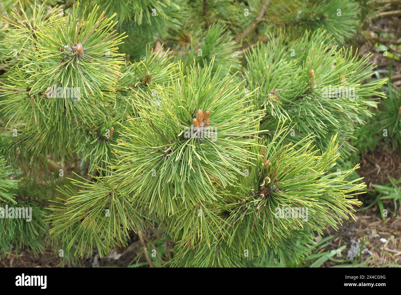 Closeup of the low and slow growing evergreen perennial garden pine ...