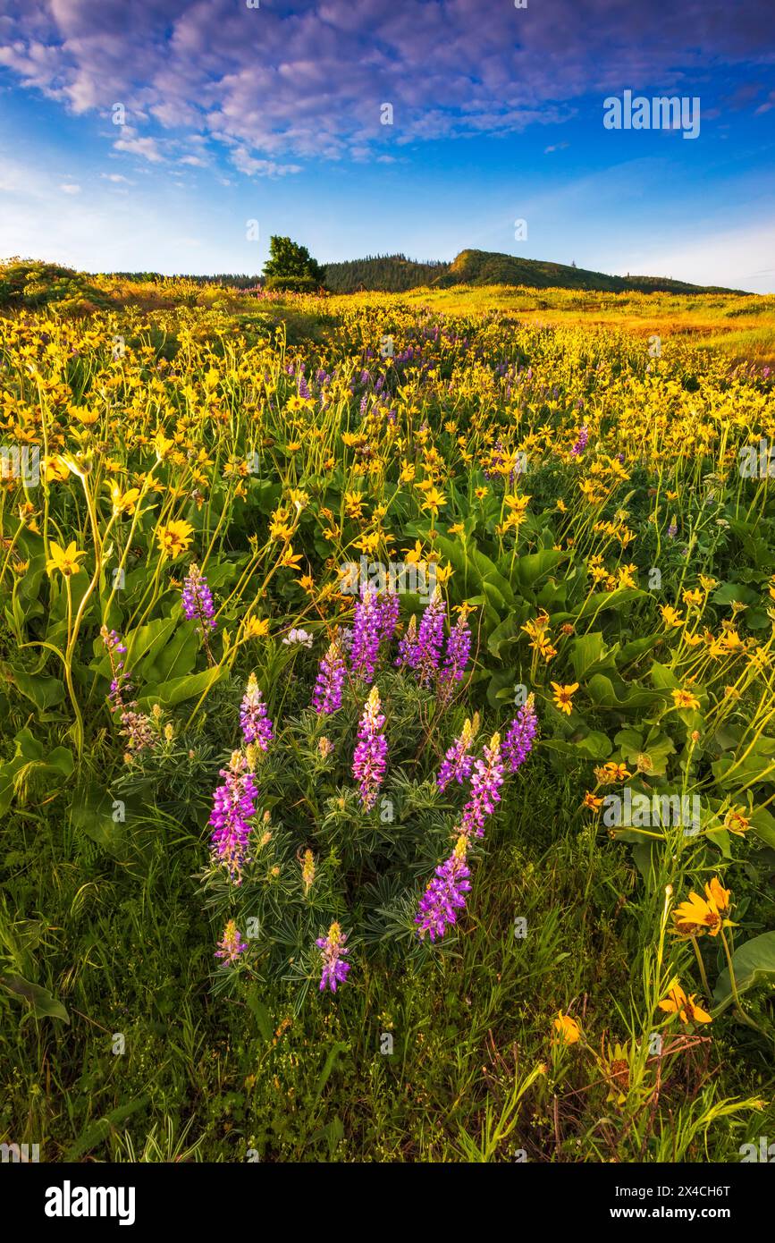 Wildflowers at Tom McCall Preserve, Columbia River Gorge National Scenic Area, Oregon, USA Stock Photo