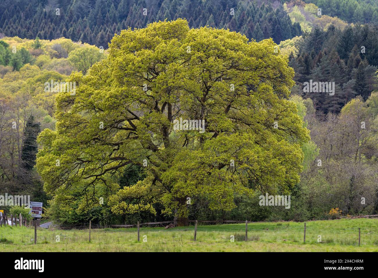 Oak tree uk forest dean hi-res stock photography and images - Alamy