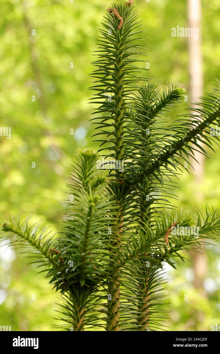 Kunninghamia Lanceolata or Chinese Fir tree Stock Photo
