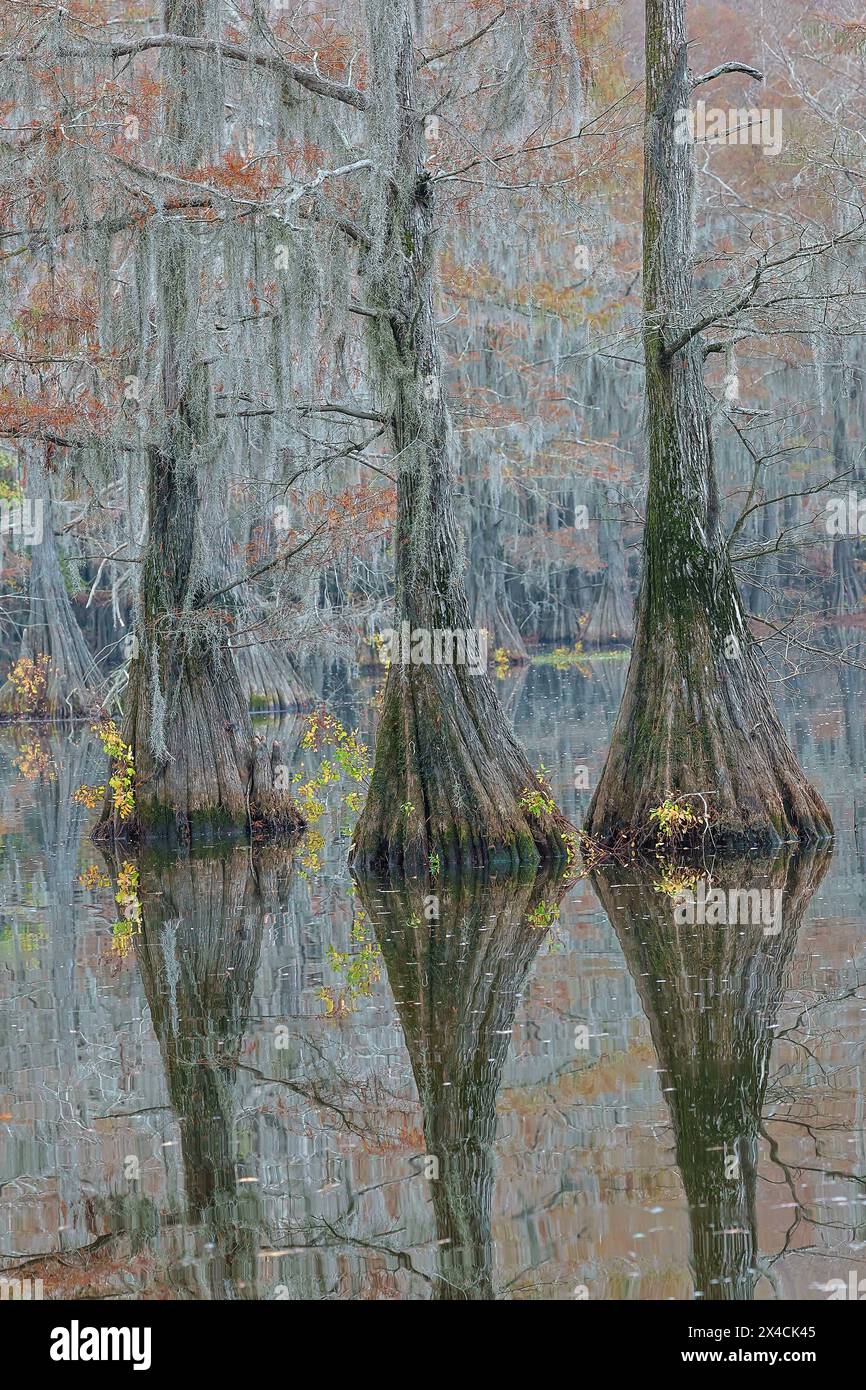 USA, Texas. Caddo Lake and cypress trees in autumn color. Stock Photo