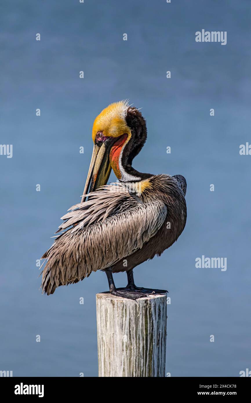USA, Texas, Cameron County. South Padre Island, brown pelican preening Stock Photo