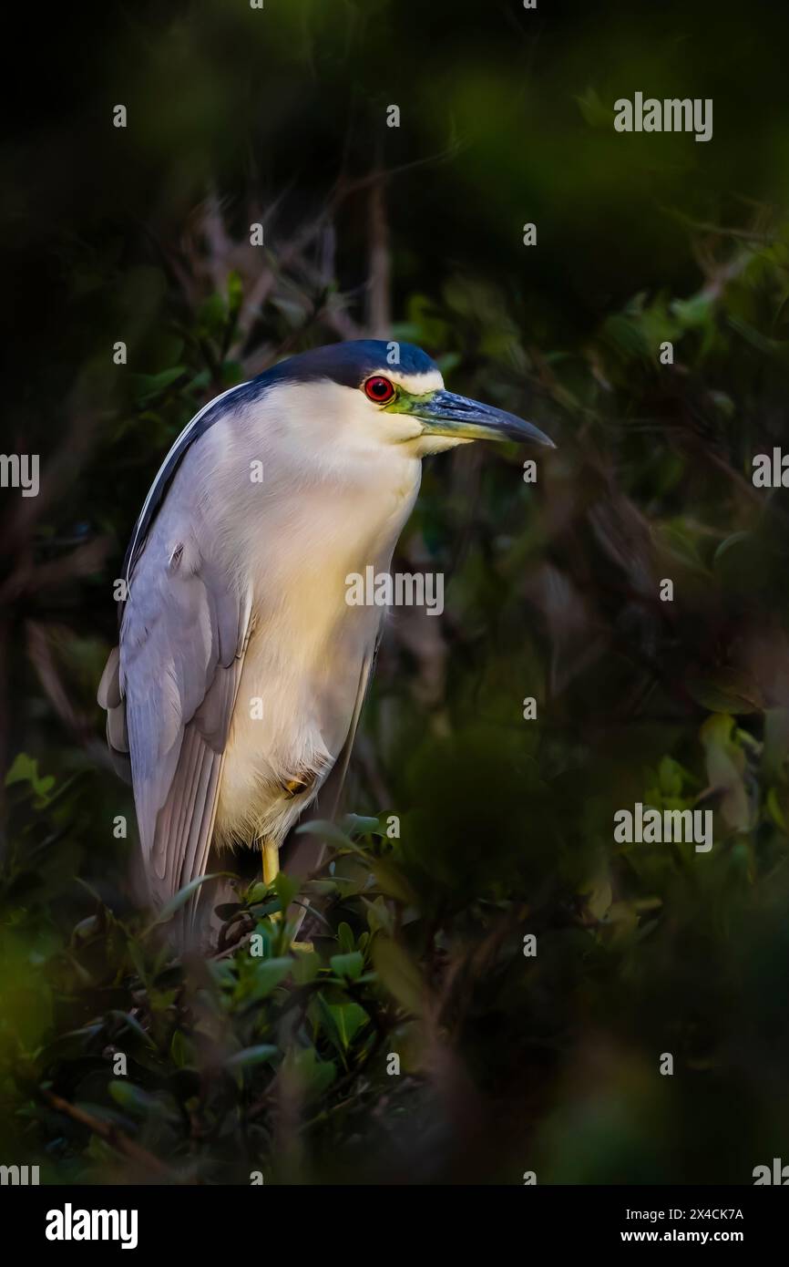 USA, Texas, Cameron County. South Padre Island, black-crowned night-heron roosting Stock Photo