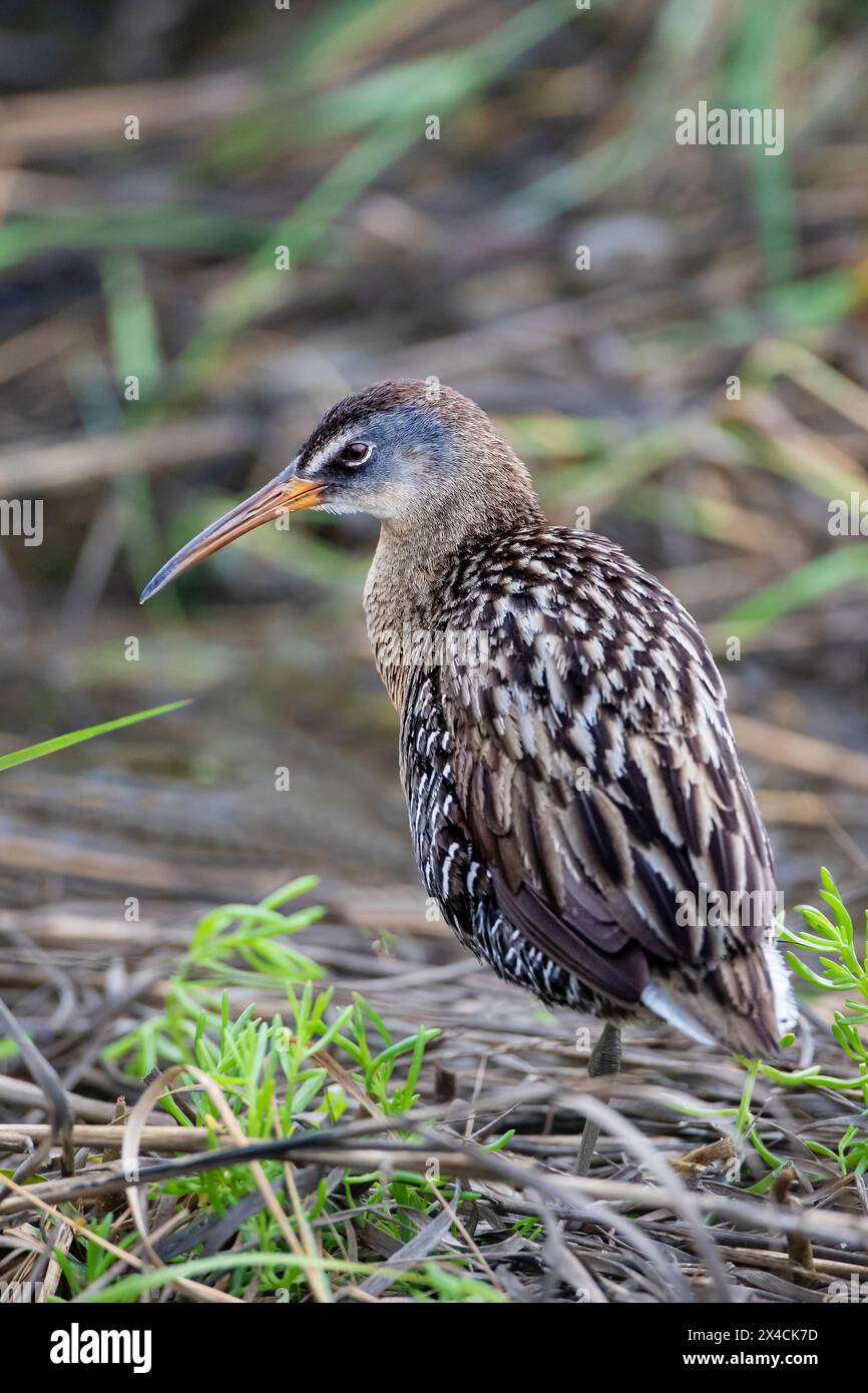 USA, Texas, Cameron County. South Padre Island, clapper rail in marsh Stock Photo