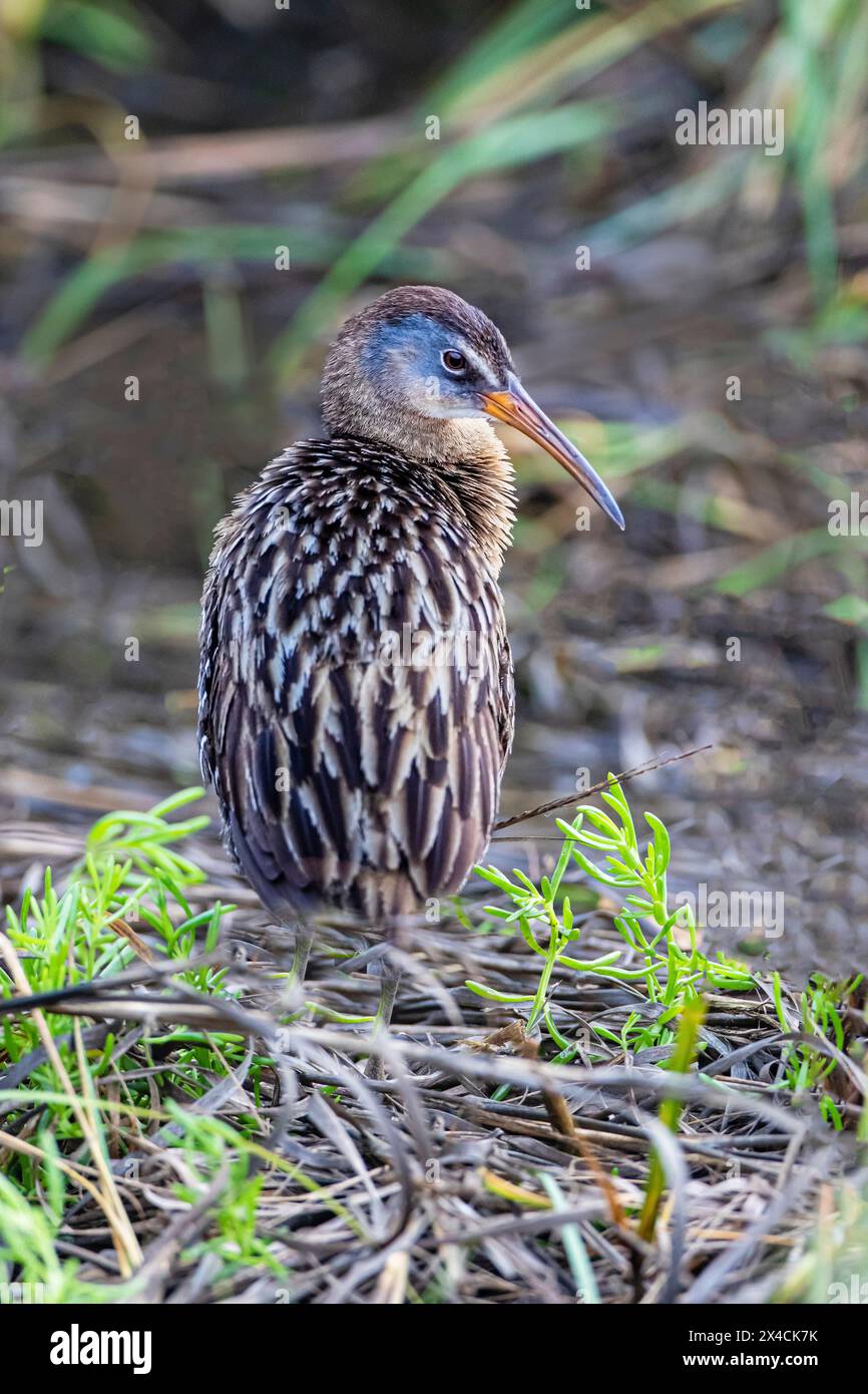 USA, Texas, Cameron County. South Padre Island, clapper rail standing Stock Photo