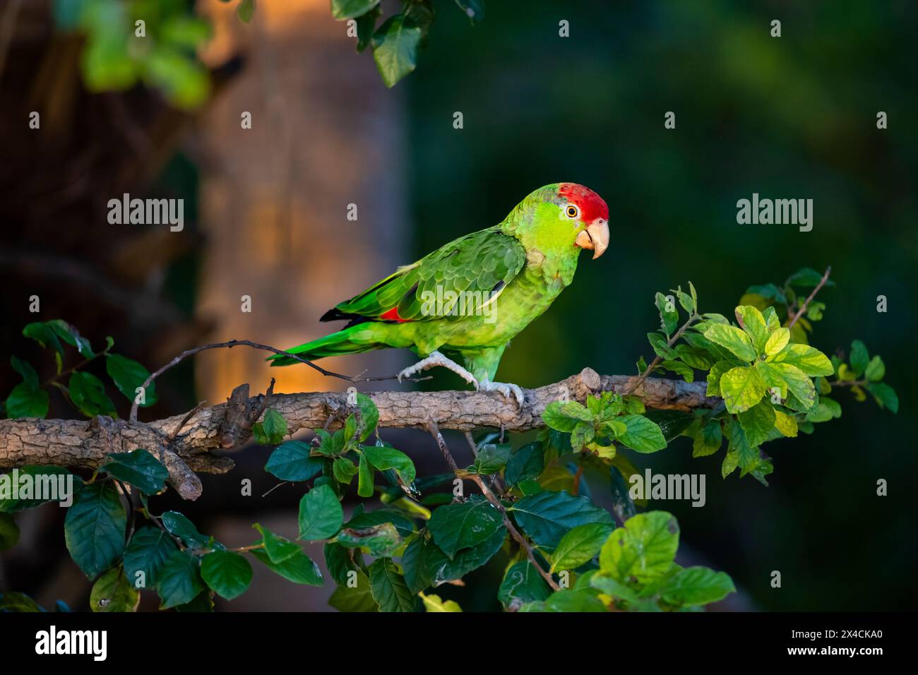 USA, Texas, Cameron County. Red-crowned parrot in anaqua tree Stock Photo