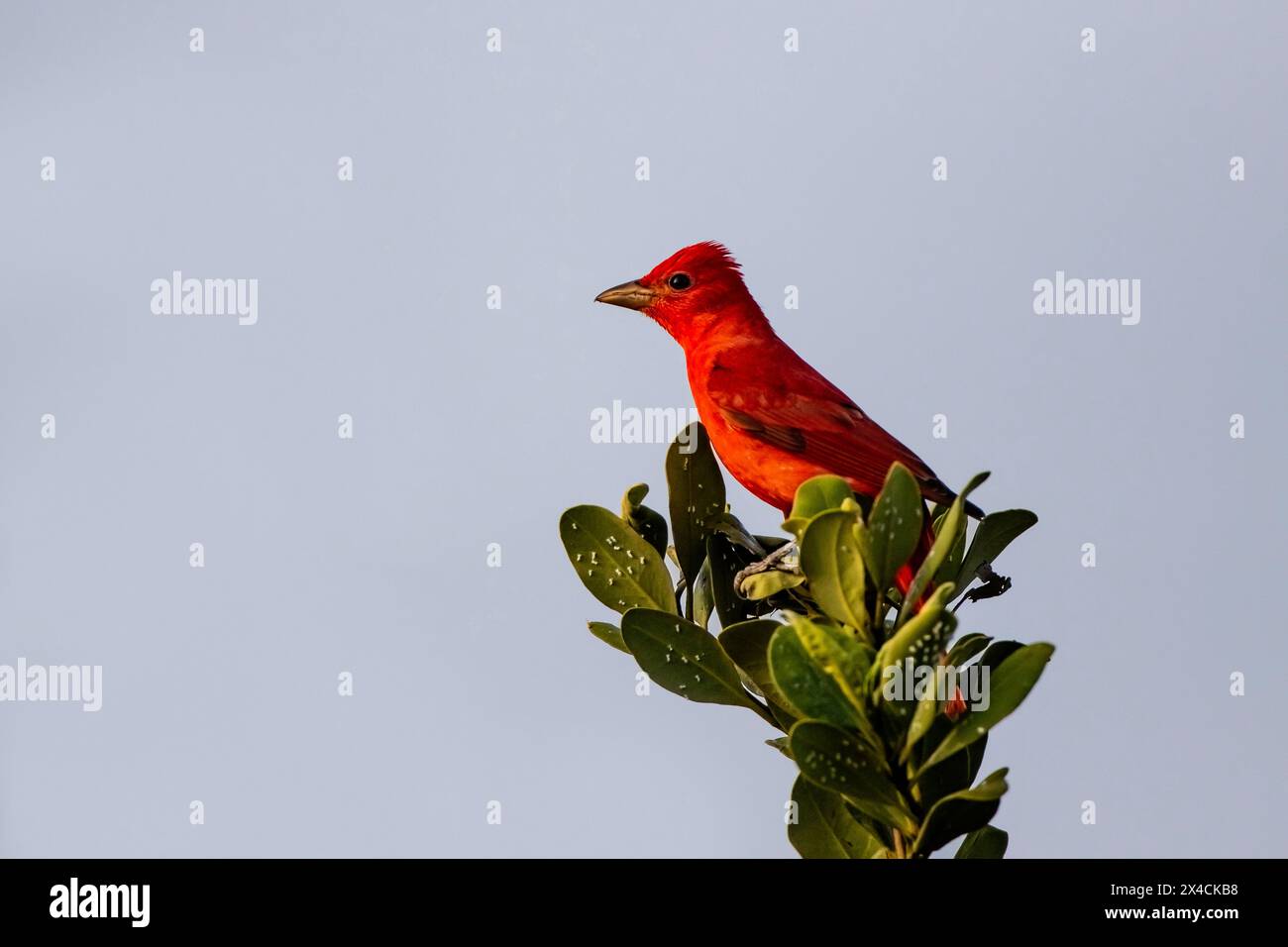 USA, Texas, Cameron County. South Padre Island, summer tanager male Stock Photo