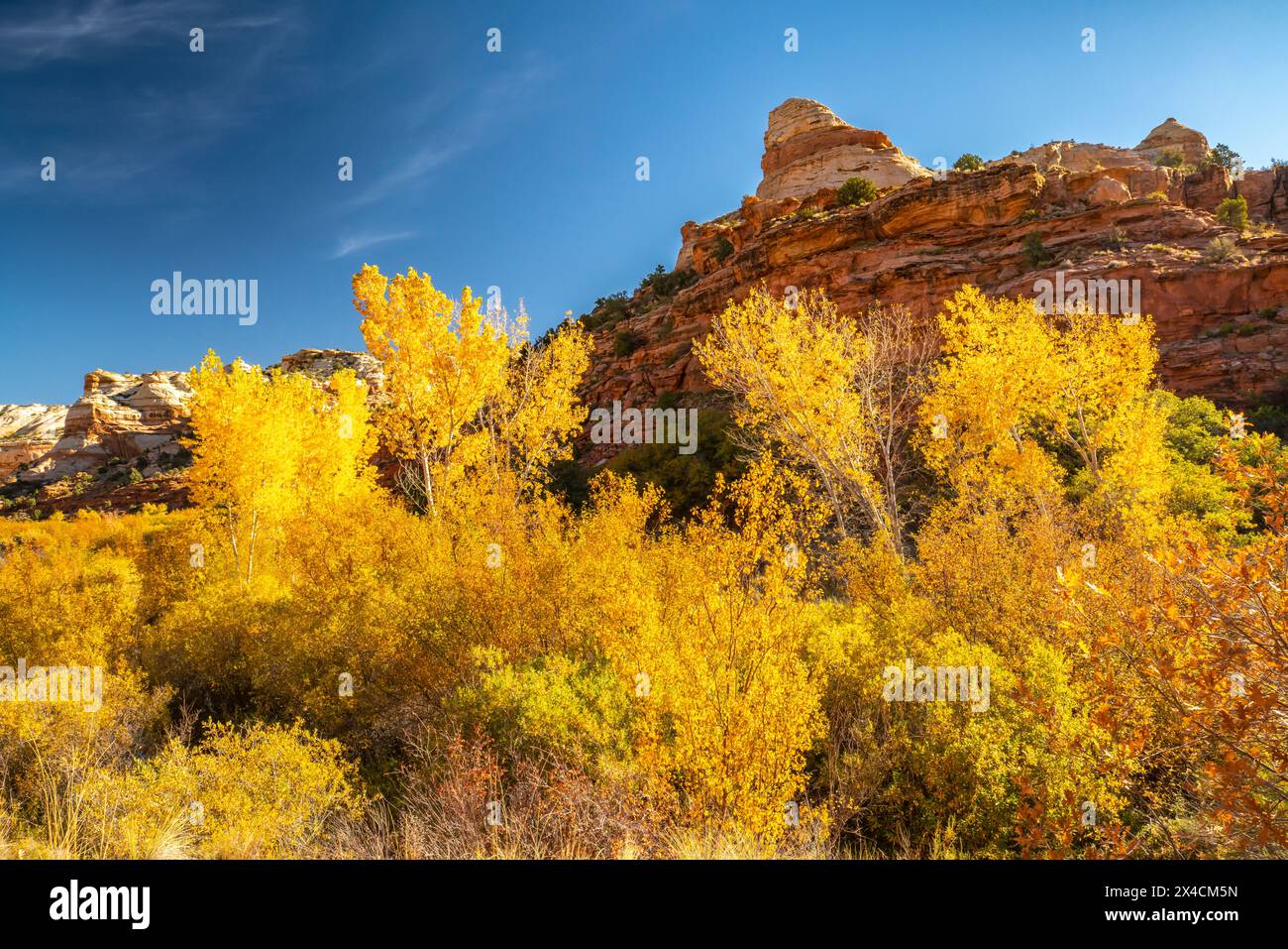 USA, Utah, Grand Staircase Escalante National Monument. Landscape with formations and trees in fall color. Stock Photo