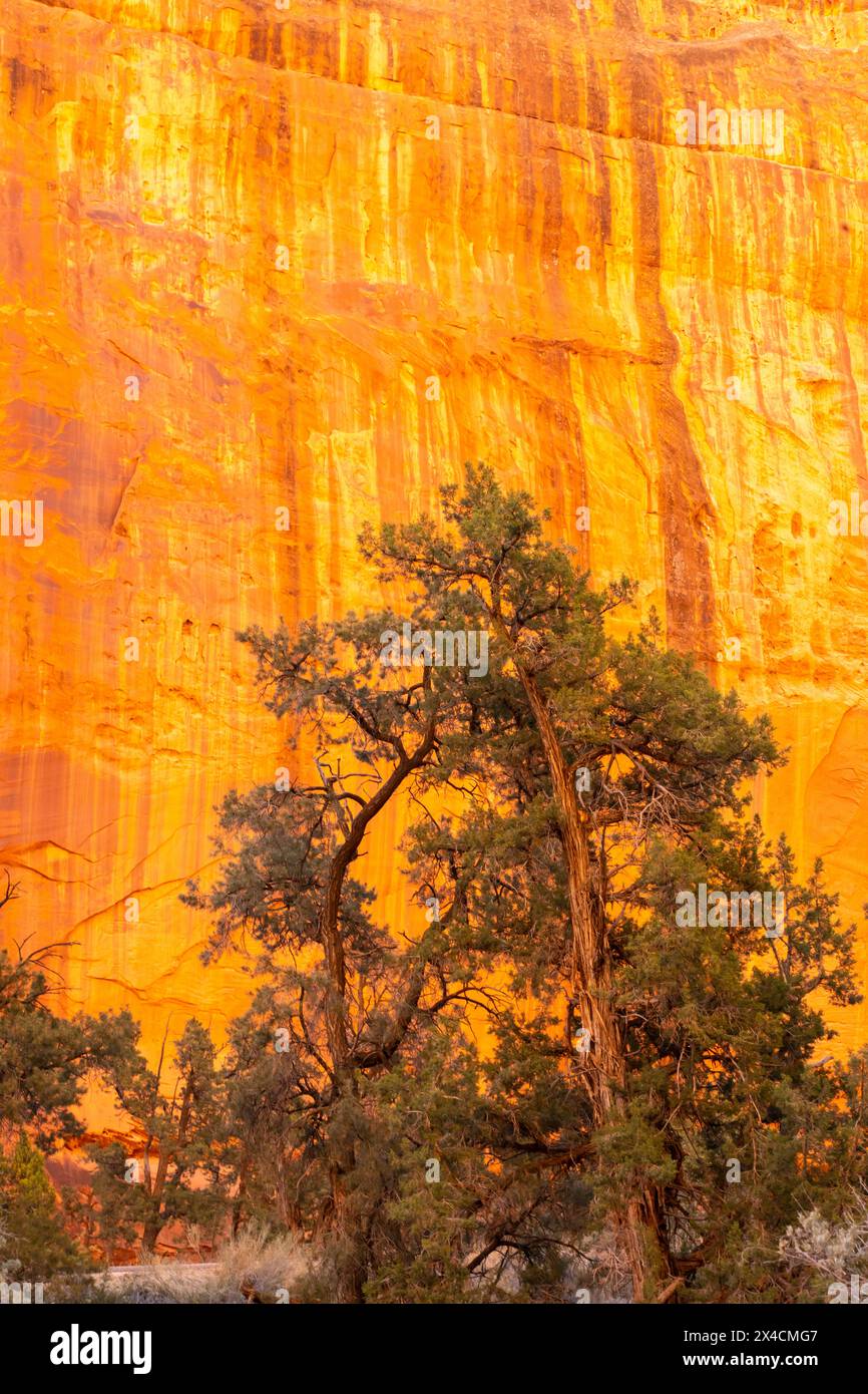 USA, Utah, Grand Staircase Escalante National Monument. Slot canyon juniper trees and rock wall. Stock Photo