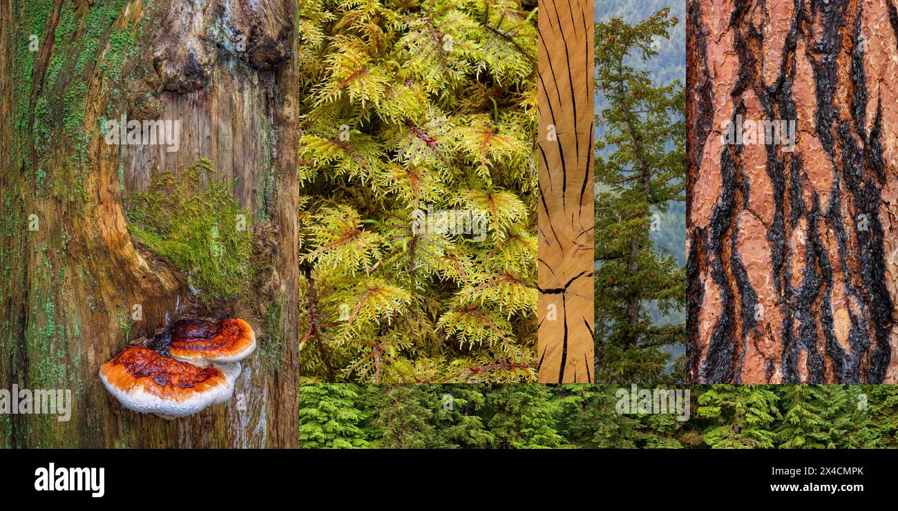 Northwest forest hi-res stock photography and images - Alamy