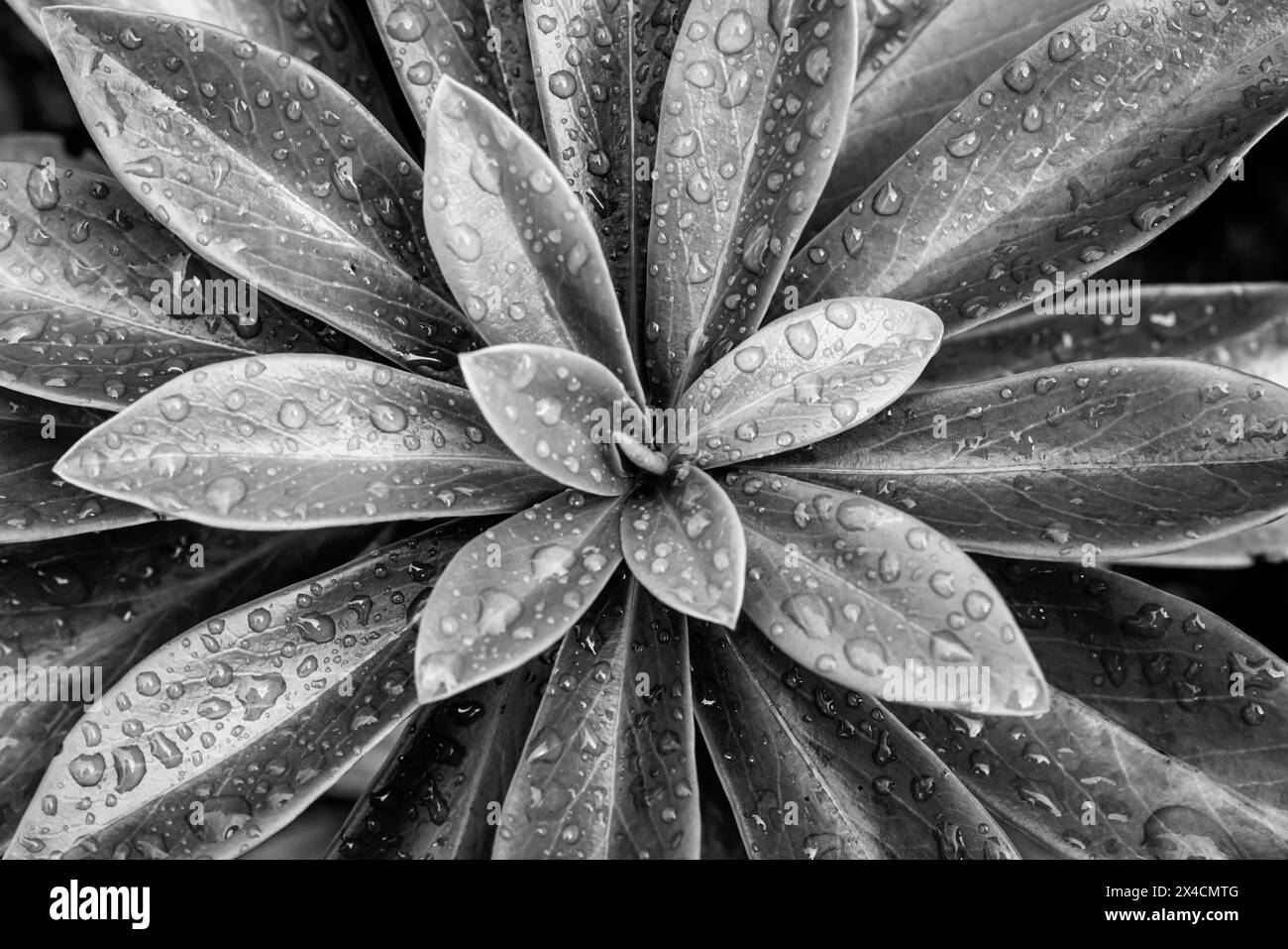 USA, Washington State, Seabeck. Black and white of spurge-laurel covered in raindrops. Stock Photo
