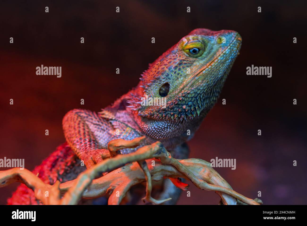 Captured in stunning detail, this image showcases the intricate beauty of a lizard, a testament to the diversity of life in the natural world. Stock Photo