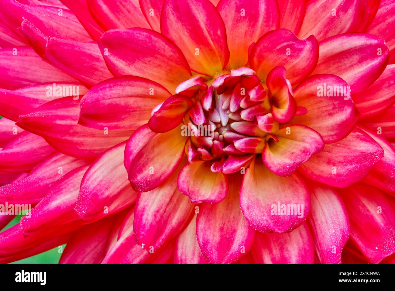 USA, Washington State, Sammamish. Close-up flowering dahlia Stock Photo