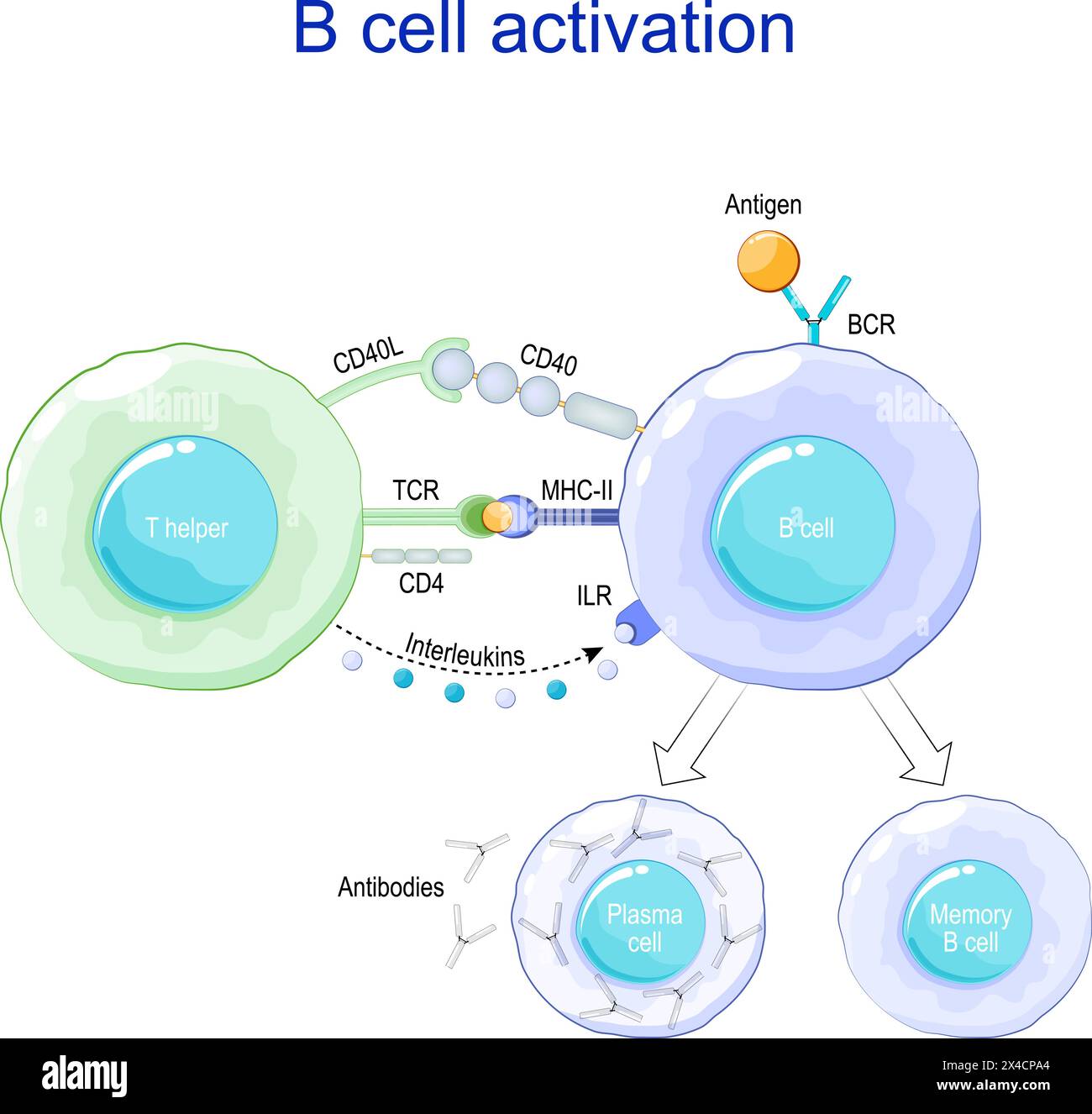 B cell activation. Antigen presentation. Plasma cells and Antibody production. B cell signaling pathways. immune response. Vector poster Stock Vector