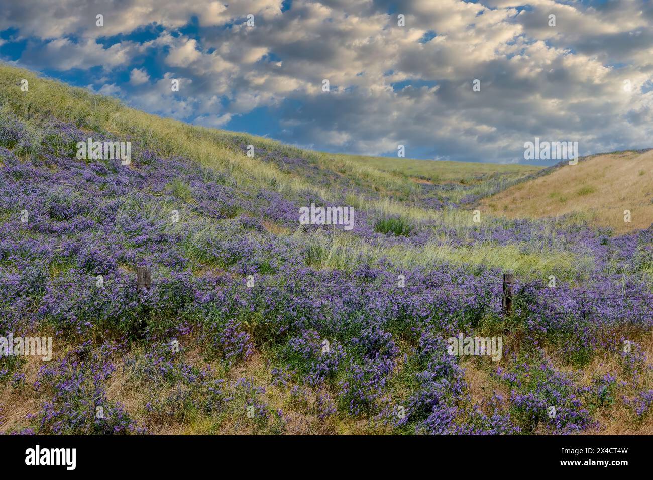 USA, Washington State, Palouse. Benge with rolling hills covered with flowering vetch. Stock Photo