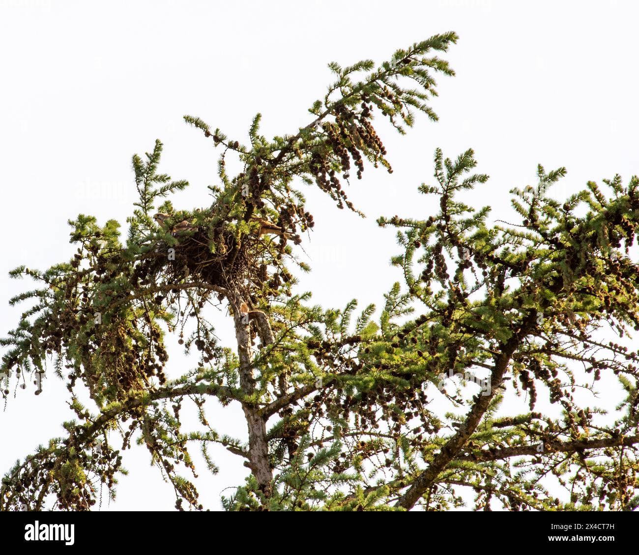 Pair of kestrels inside their nest on top of a tree. Two haks building a nest Stock Photo