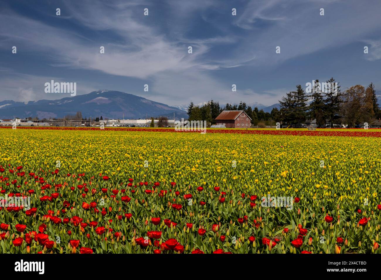 USA, Washington State, Mt. Vernon. Springtime tulips growing in field Stock Photo