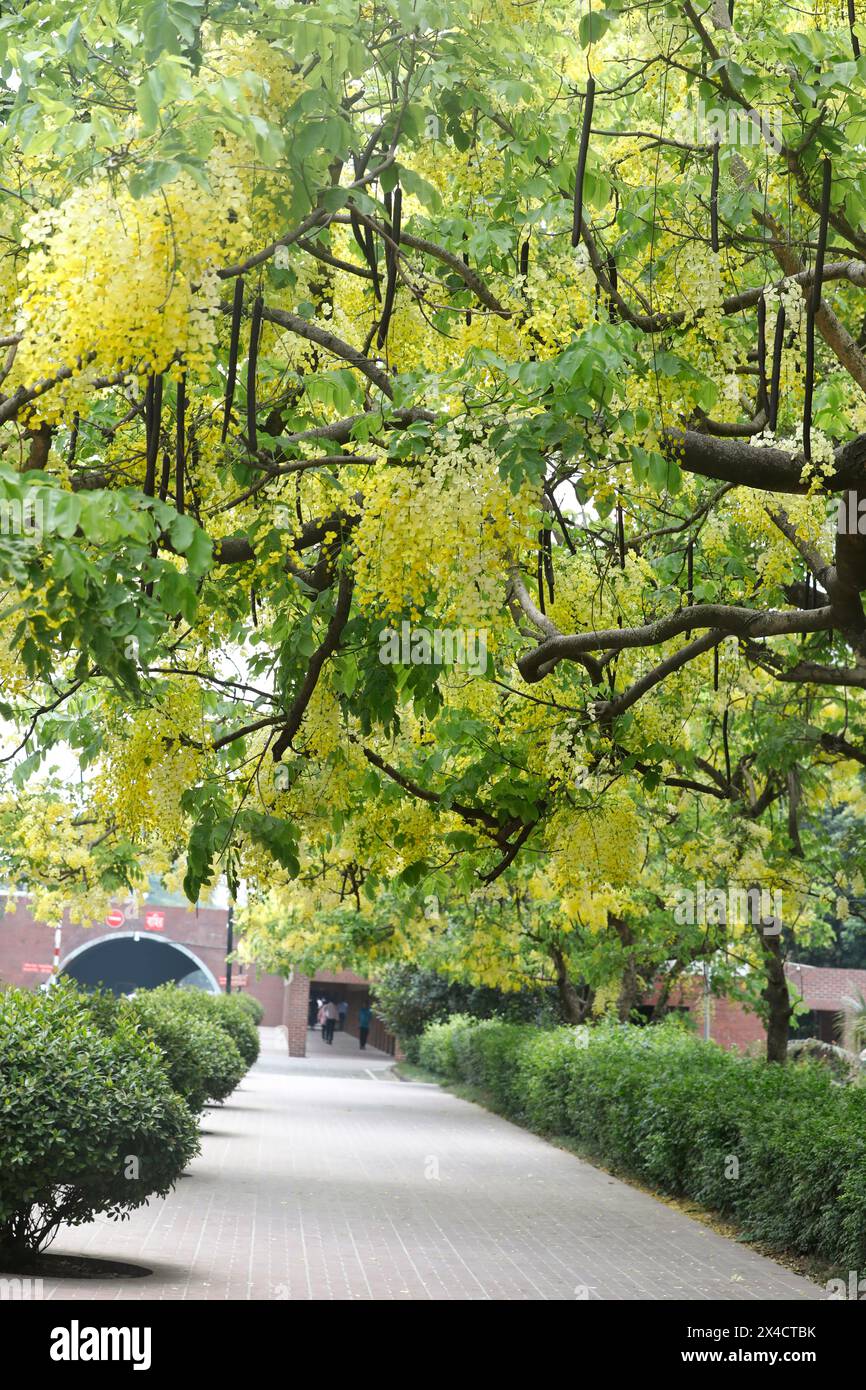 Dhaka, Bangladesh - May 02, 2024: A Golden shower tree covered in full blossom gives the nature a colorful look with a flamboyant display of its yello Stock Photo