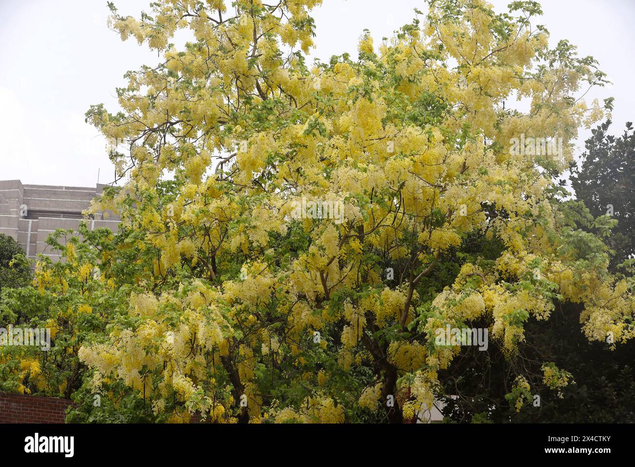 Dhaka, Bangladesh - May 02, 2024: A Golden shower tree covered in full blossom gives the nature a colorful look with a flamboyant display of its yello Stock Photo