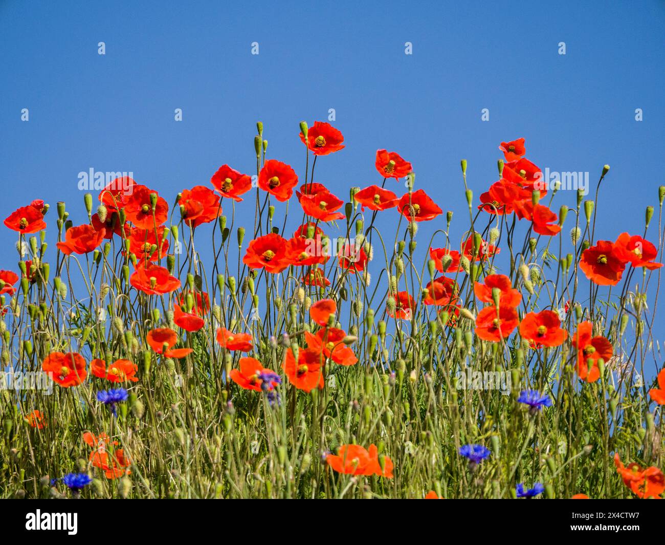 USA, Washington State, Palouse. Bright red poppies and blue bachelor button flowers with bright blue sky. Stock Photo