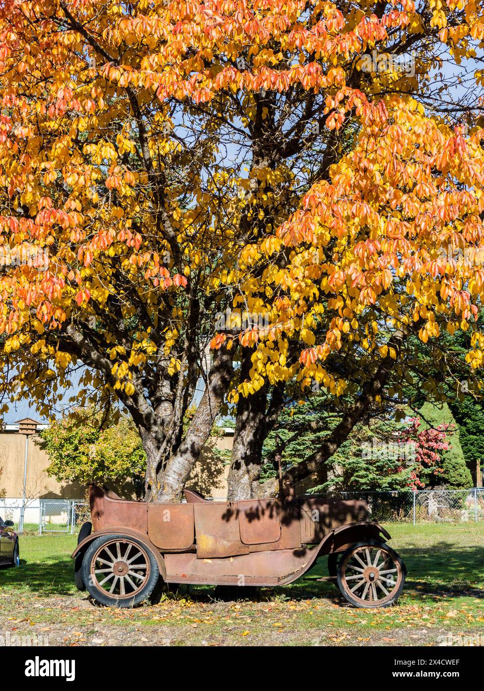 Tree growing out old car hi-res stock photography and images - Alamy