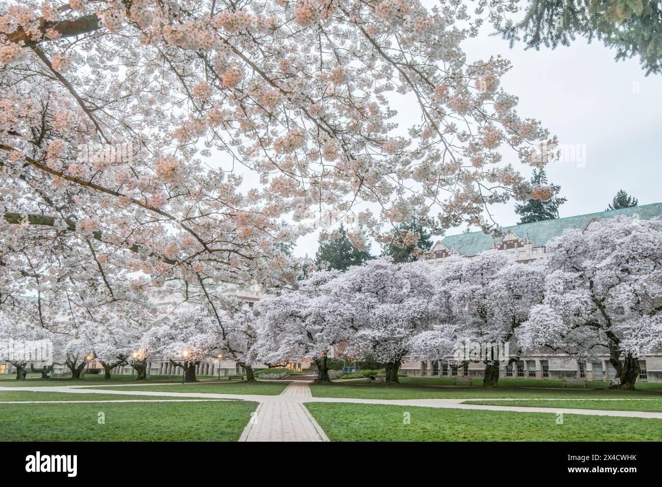 USA, Washington State, Seattle. University of Washington Quad at dawn. (Editorial Use Only) Stock Photo