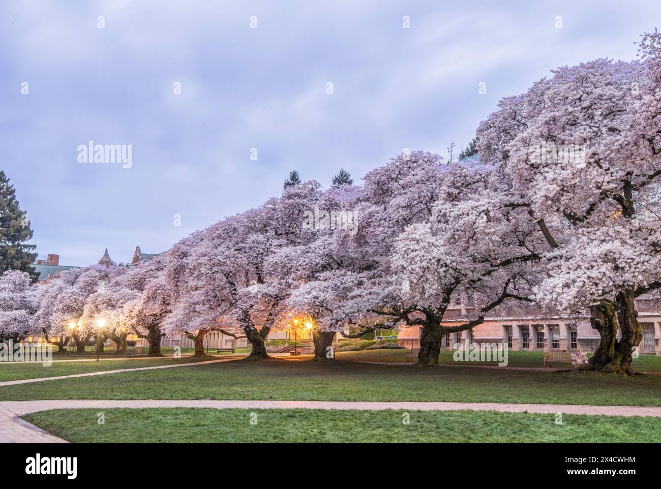 USA, Washington State, Seattle. University of Washington Quad at dawn. (Editorial Use Only) Stock Photo
