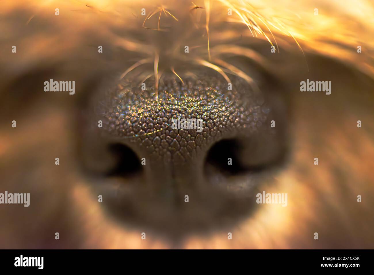 A close-up shot captures the curiosity of a dog's wet nose, revealing intricate details and reflections in the puddle. Stock Photo