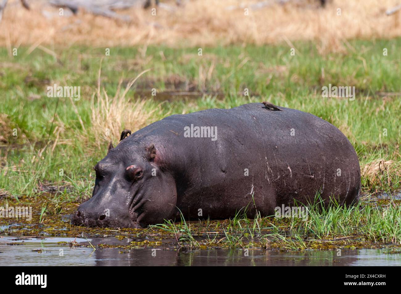 A hippopotamus, hippopotamus amphibius, feeding on aquatic plants. Oxpeckers, Buphagus species, hunt parasites on its back. Okavango Delta, Botswana. Stock Photo