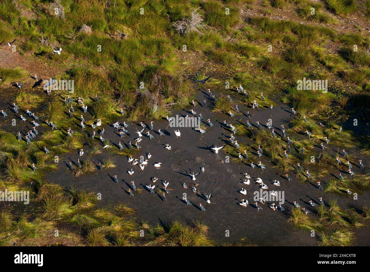 An aerial view of flocks of great white pelicans, Pelecanus onocrotalus, and marabou storks, Leptoptilos crumeniferus. Okavango Delta, Botswana. Stock Photo