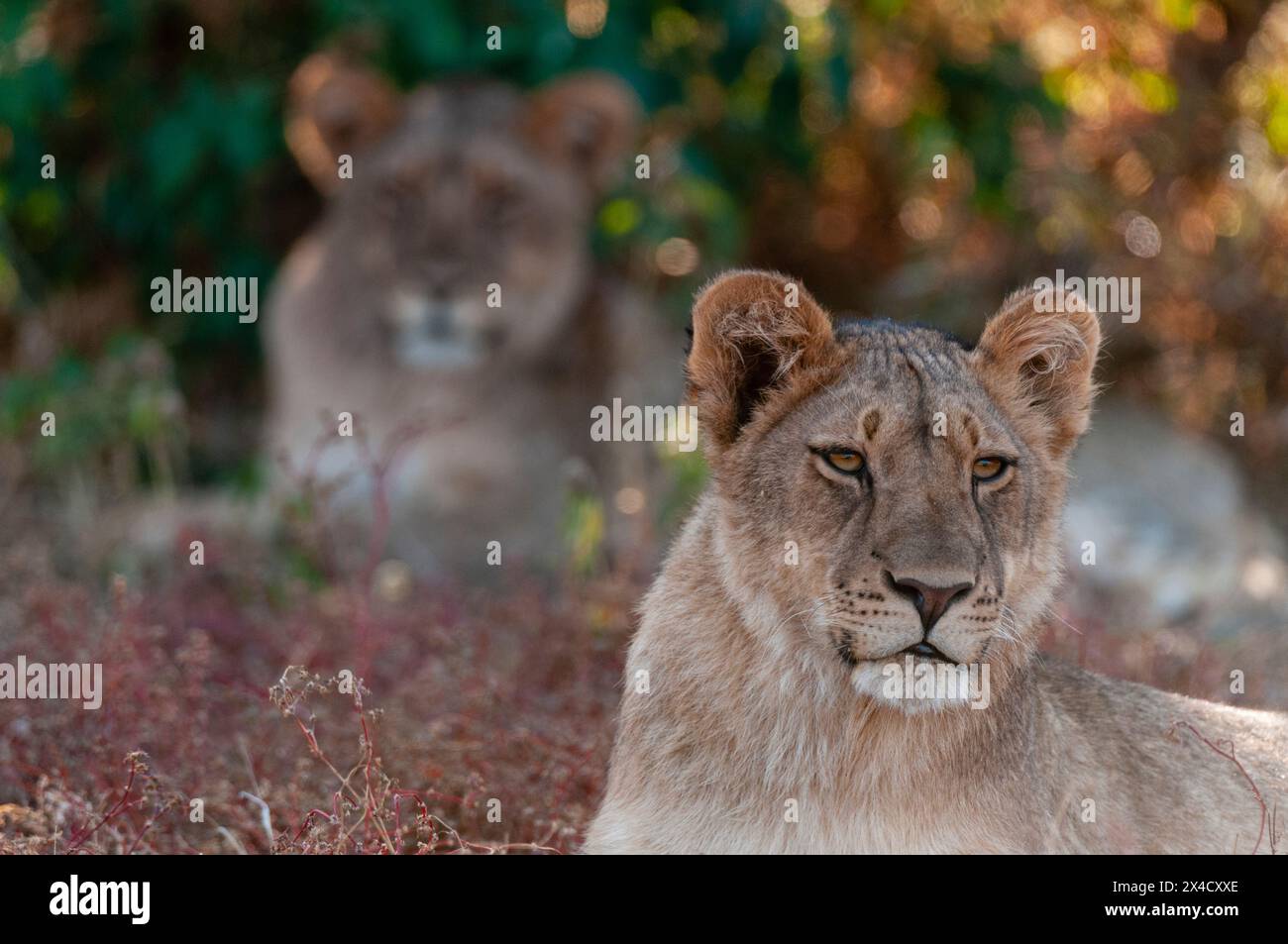 A pair of lions, Panthera leo, resting. Mashatu Game Reserve, Botswana ...