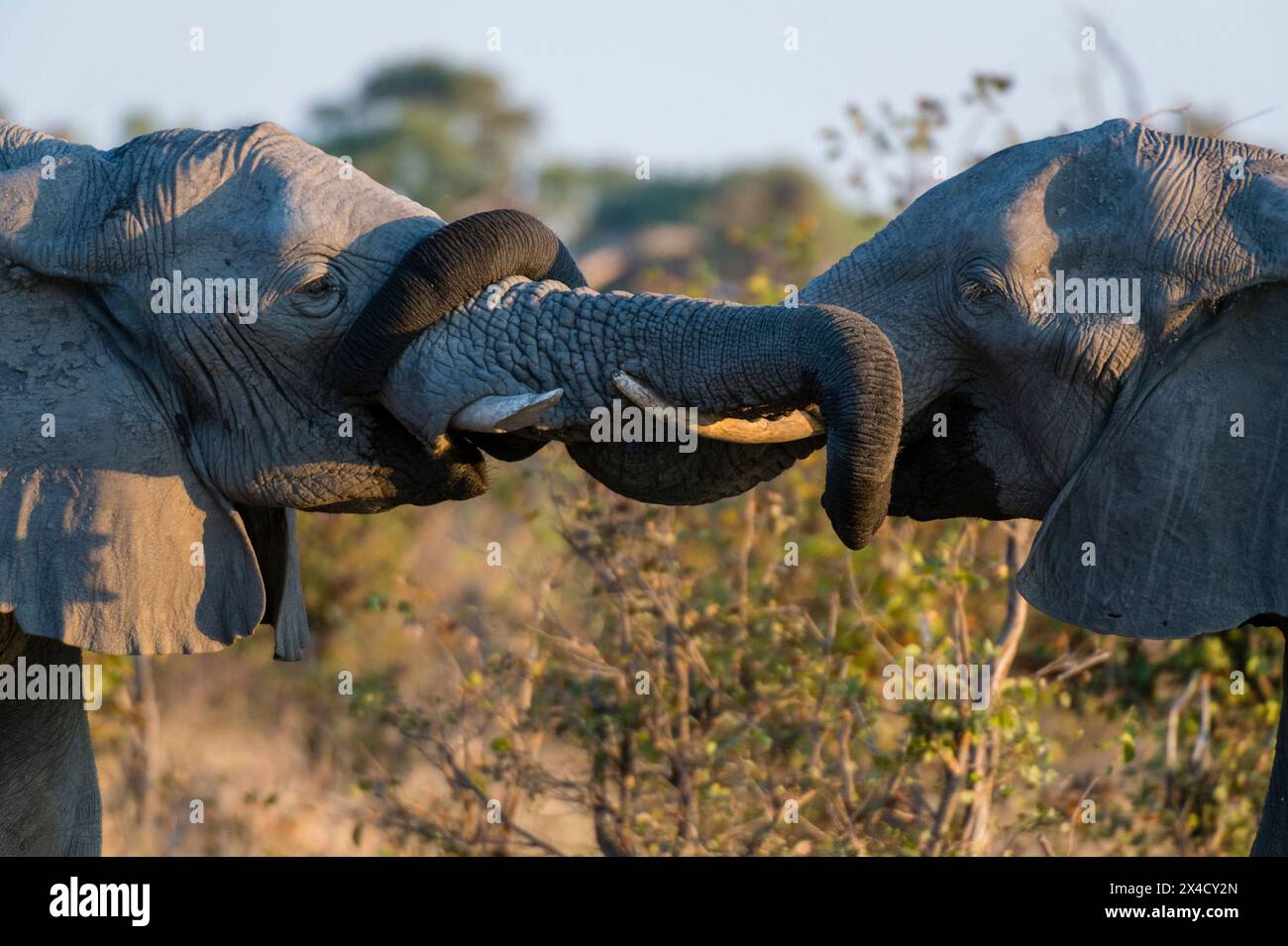 Two African elephants, Loxodonta Africana, sparring. Okavango Delta, Botswana. Stock Photo