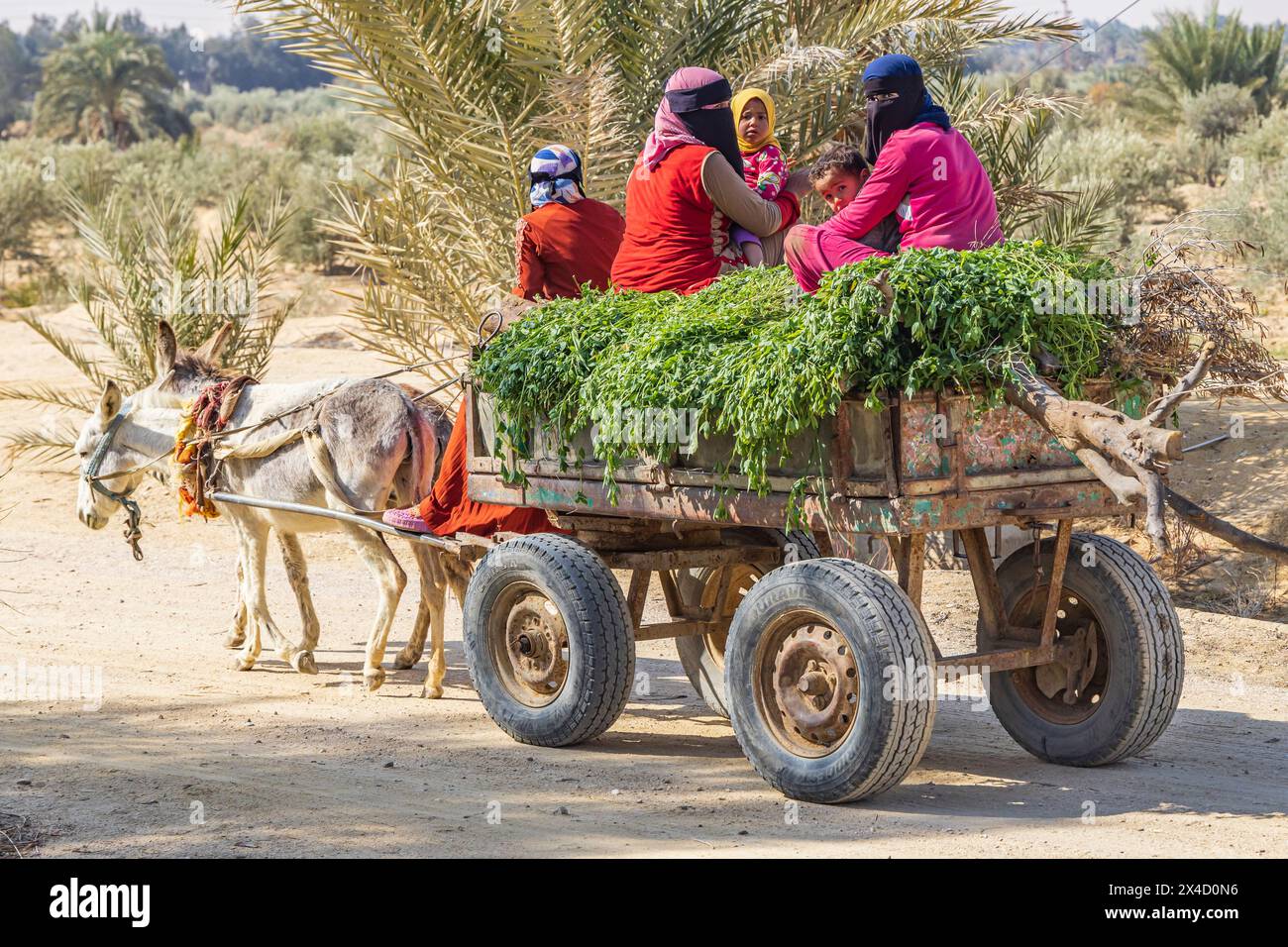 Wadi al Hitan, Faiyum, Egypt. Village women bringing their crop to market with a donkey cart. (Editorial Use Only) Stock Photo