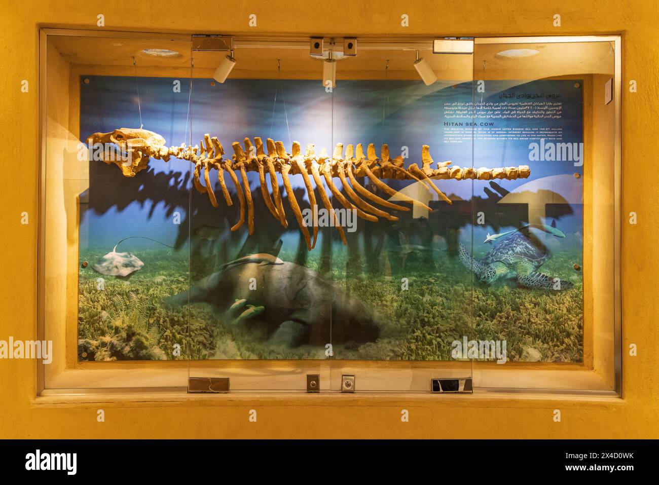 Wadi al Hitan, Faiyum, Egypt. Sea cow, dugong, fossil in the museum at