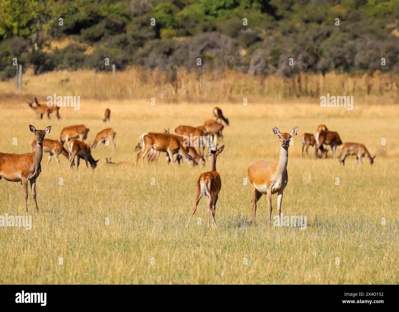 A herd ofred deer grazing on a field of yellow grass, autumn on a farm. Cute animals. New Zealand  Stock Photo