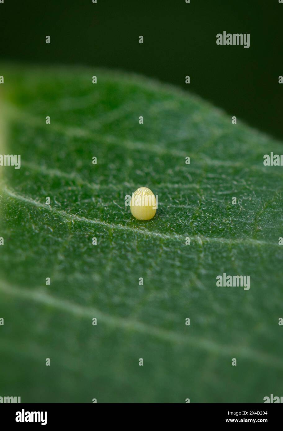 Macro of a Monarch butterfly (danaus plexippus) egg, on a milkweed leaf. Stock Photo