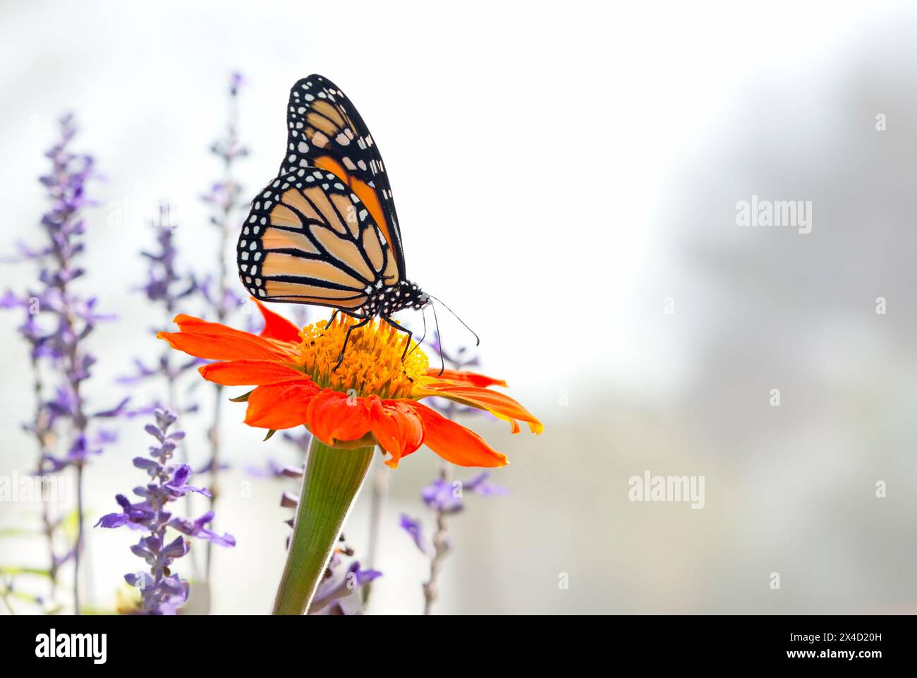 Macro of a Monarch butterfly (danaus plexippus) feeding on a tithonia ...