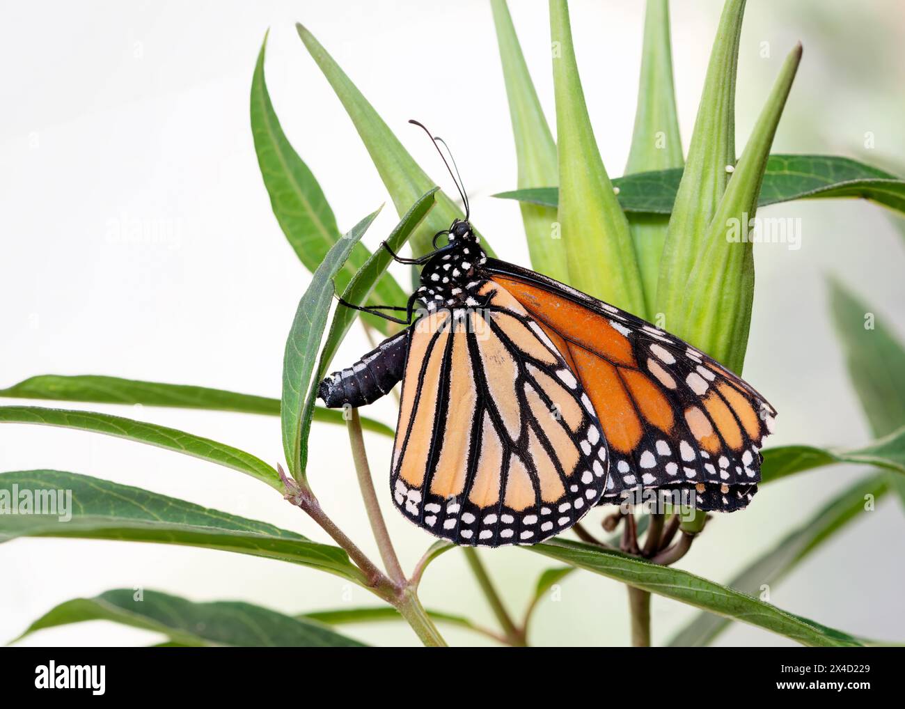 Macro of a Monarch butterfly (danaus plexippus) laying eggs on a swamp milkweed leaf (asclepias incarnata) - side view Stock Photo