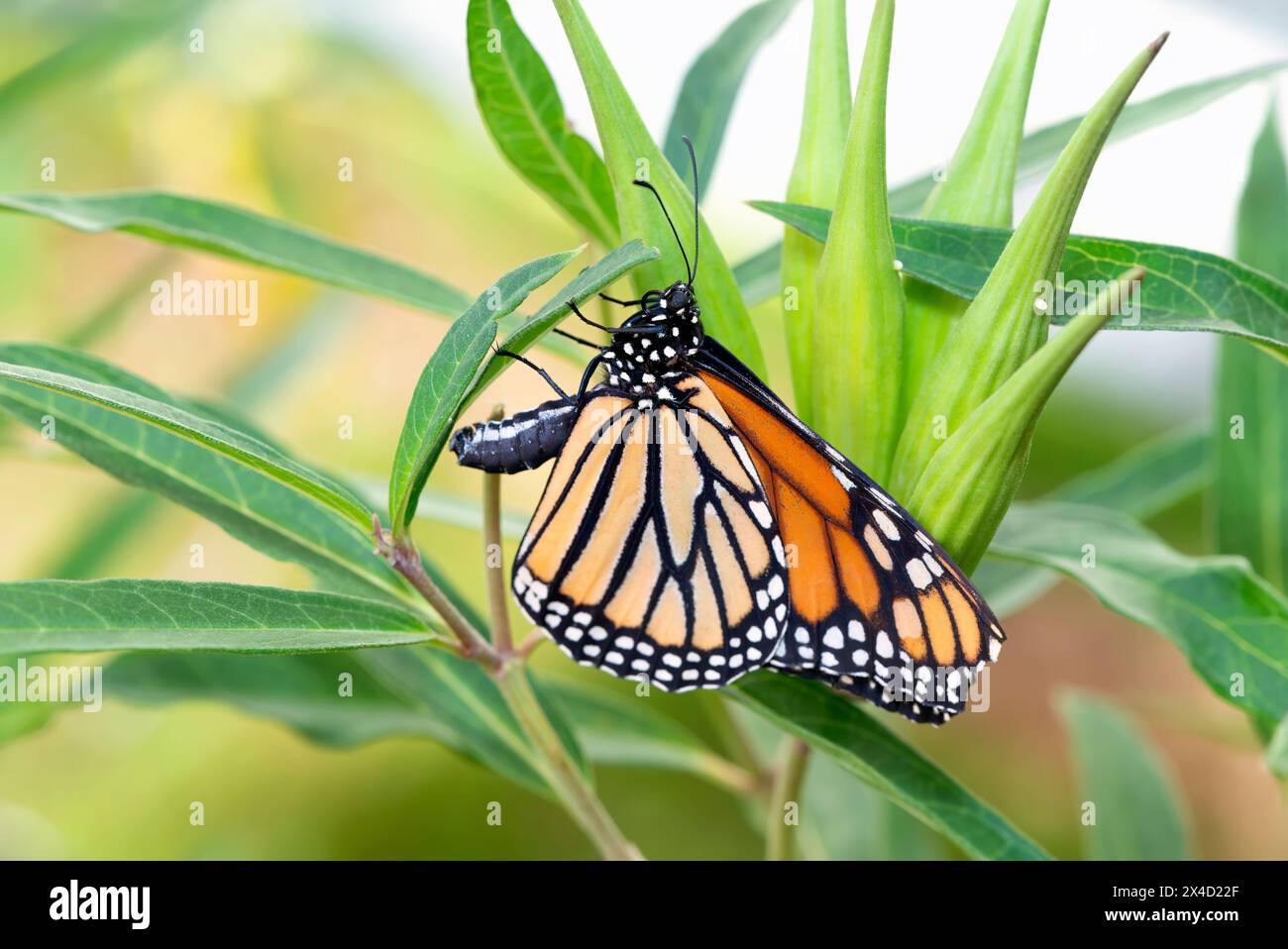 Macro of a female Monarch butterfly (danaus plexippus) laying eggs on a swamp milkweed (asclepias incarnata) - side view Stock Photo